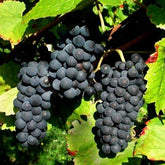 Vigne Pinot - Willemse