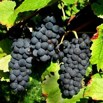 Vigne Pinot - Willemse
