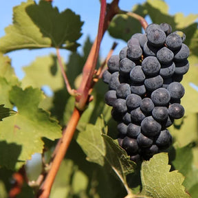 Vigne Merlot - Vitis vinifera merlot - Willemse