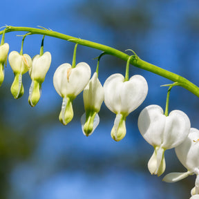 Dicentra spectabilis Alba - Coeur de Marie blanc - Cœur de Marie