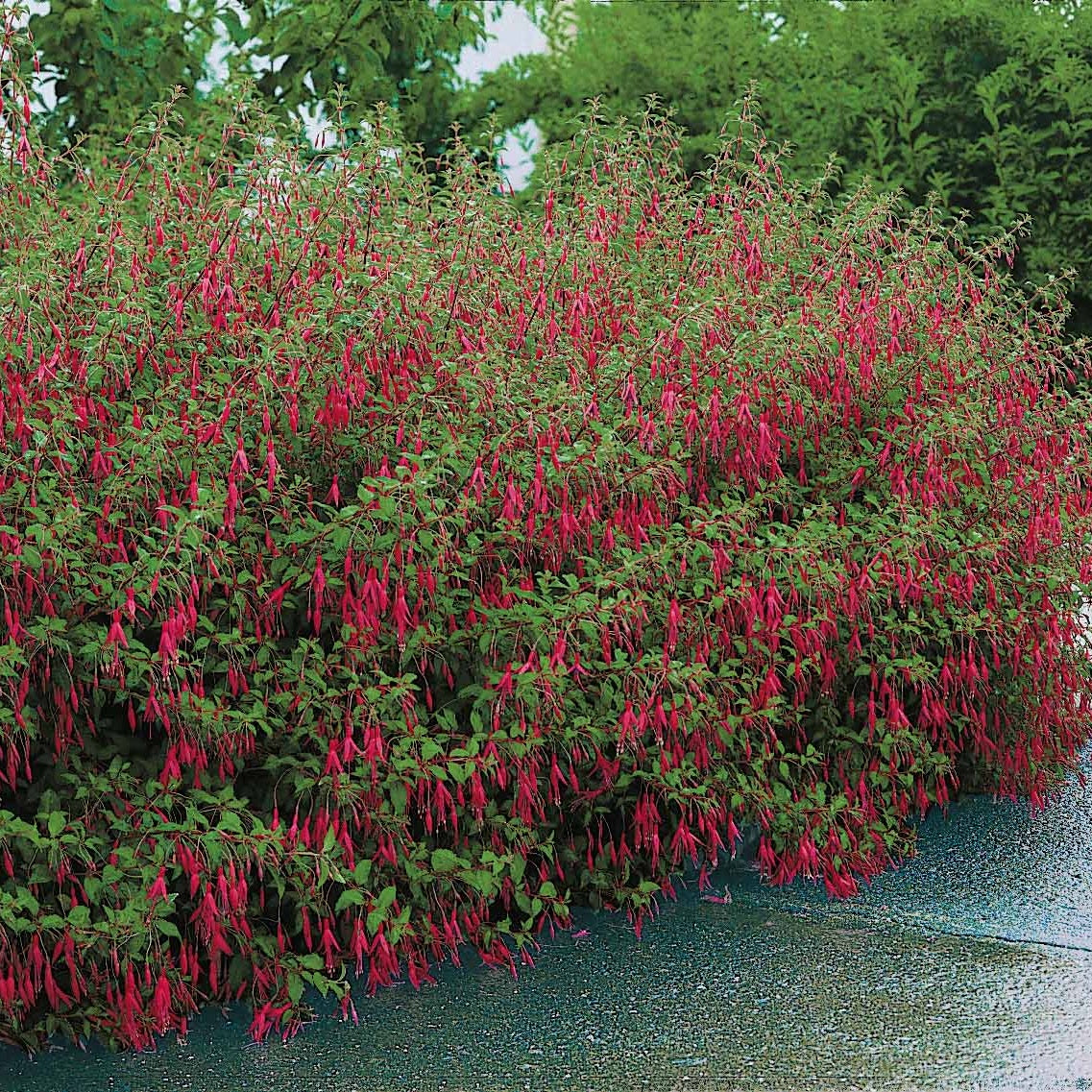 Fuchsia - Fuchsia de Magellan Riccartonii - Fuchsia magellanica Riccartonii