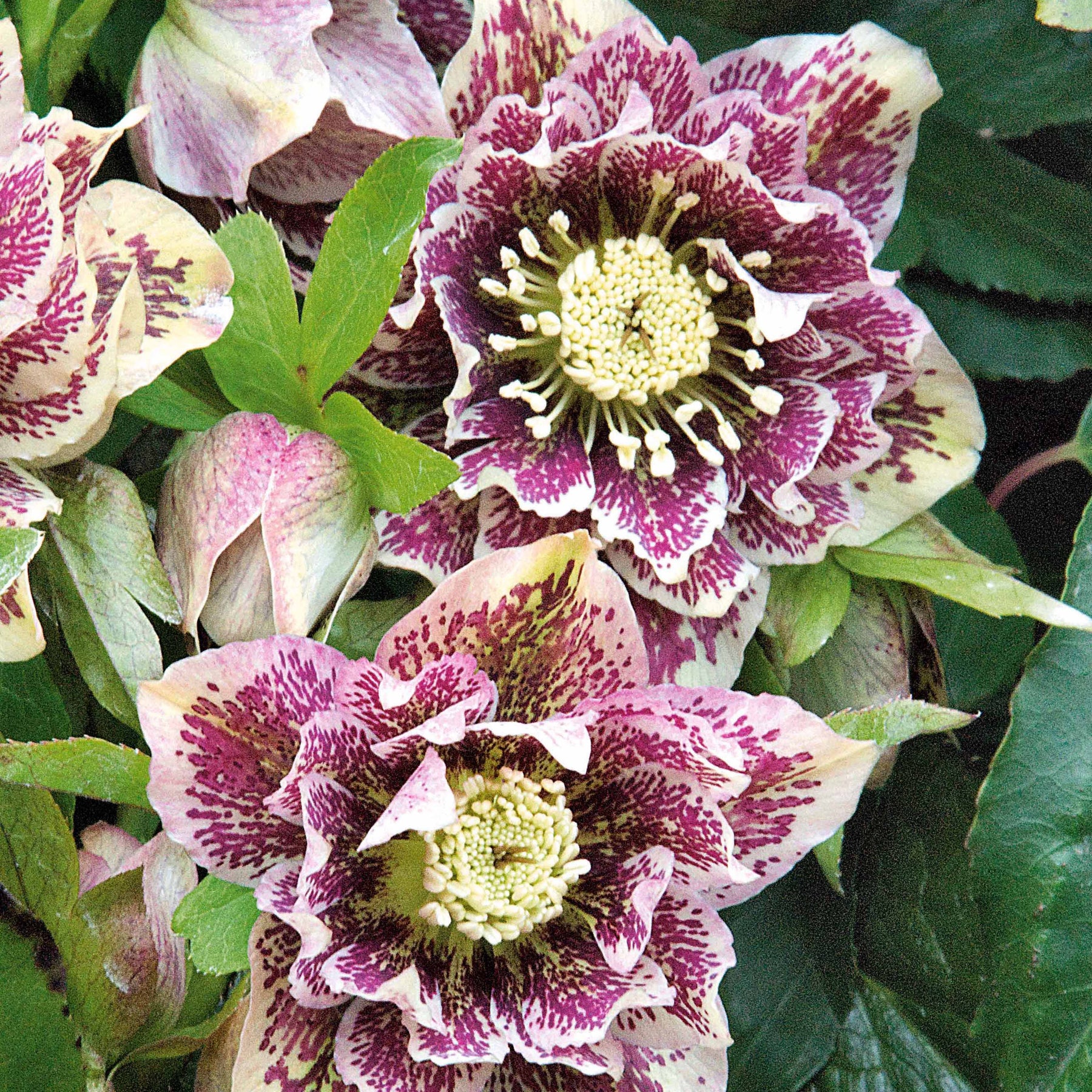 2 Hellébores doubles blanches spotted - Helleborus orientalis Double Ellen White Spotted - Willemse