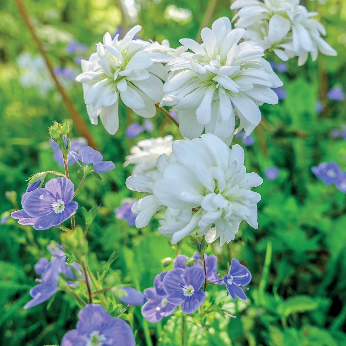5 Saxifrage granulata Flore Pleno - Willemse