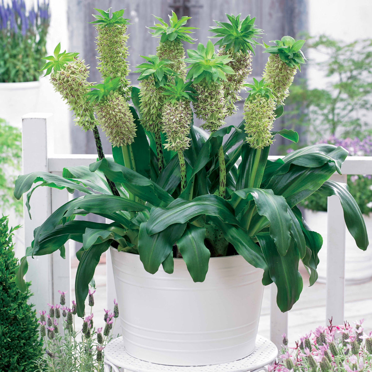 3 Fleurs ananas bicolore - Willemse