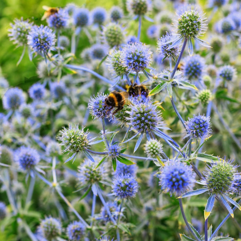 Eryngium planum - Panicaut à feuilles planes - Panicaut
