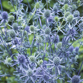 Vente Panicaut à feuilles planes - Eryngium planum