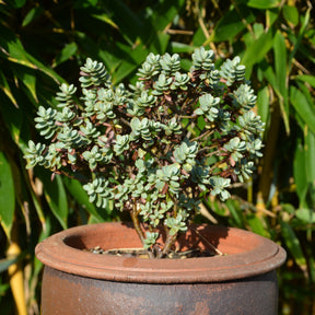 Hebe carnosula - Véronique arbustive - Véronique arbustive - Hebe