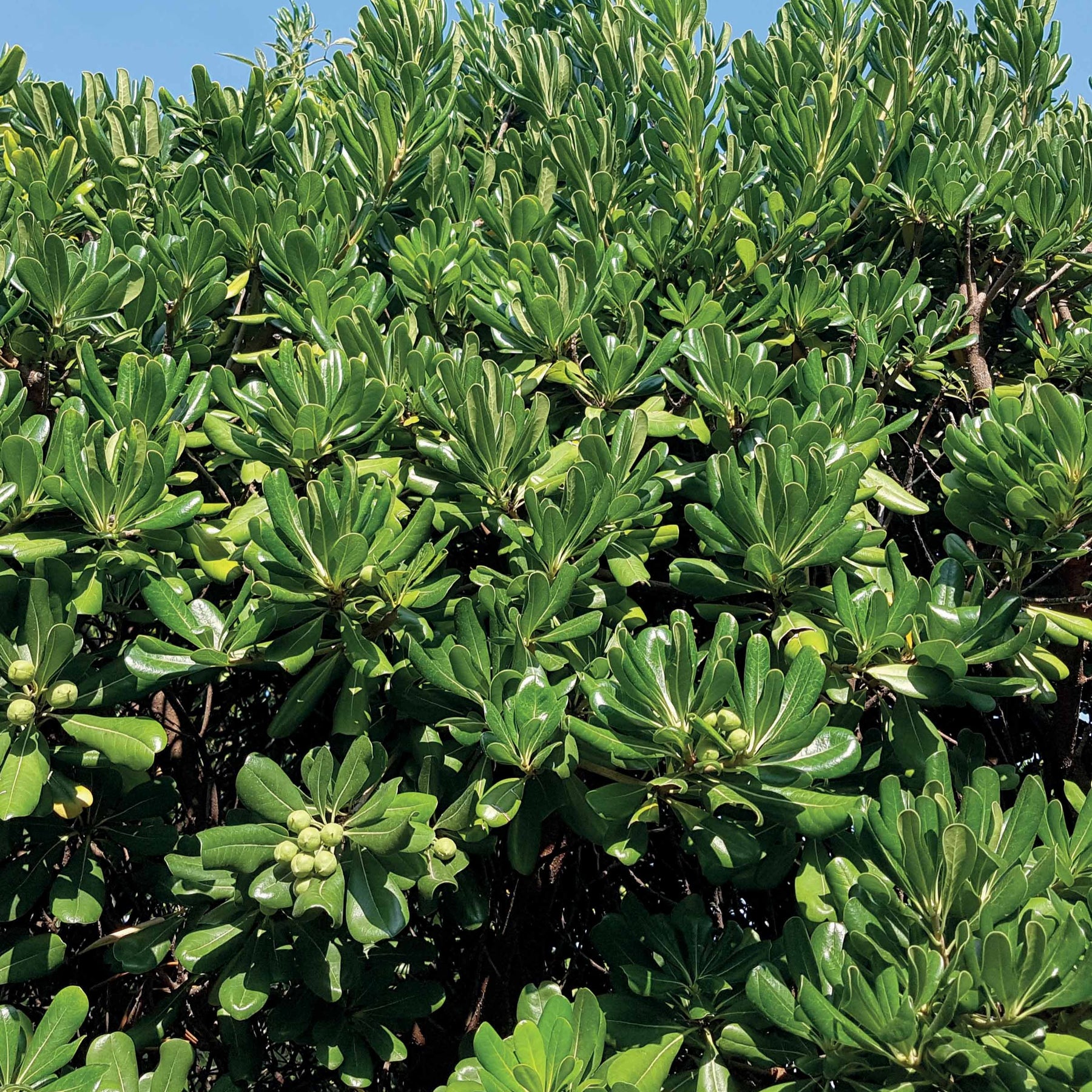 Pittosporum tobira - Pittosporum tobira - Pittosporums