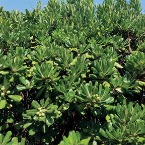 Pittosporum tobira - Pittosporum tobira - Pittosporums