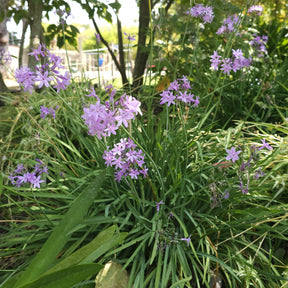 Tulbaghia violacea - 3 Tulbaghia violacea - Fleurs vivaces