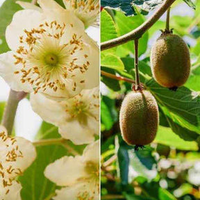 Couples de Kiwis Hayward et mâles - Willemse