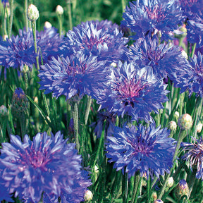 Graines de fleurs - Collection de graines de fleurs à couper - Collection fleurs à couper à semer