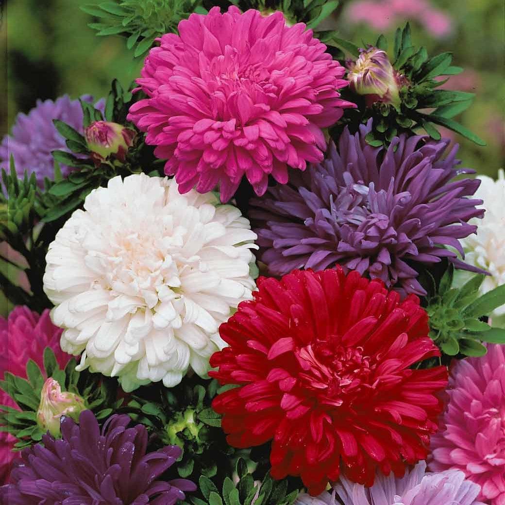 Reine-marguerite à fleurs de chrysanthème en mélange - Callistephus chinensis - Willemse
