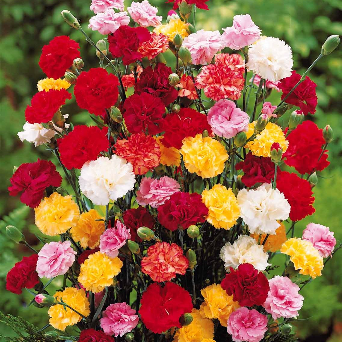 Oeillets Enfant de Nice en mélange - Dianthus enfant de nice - Willemse