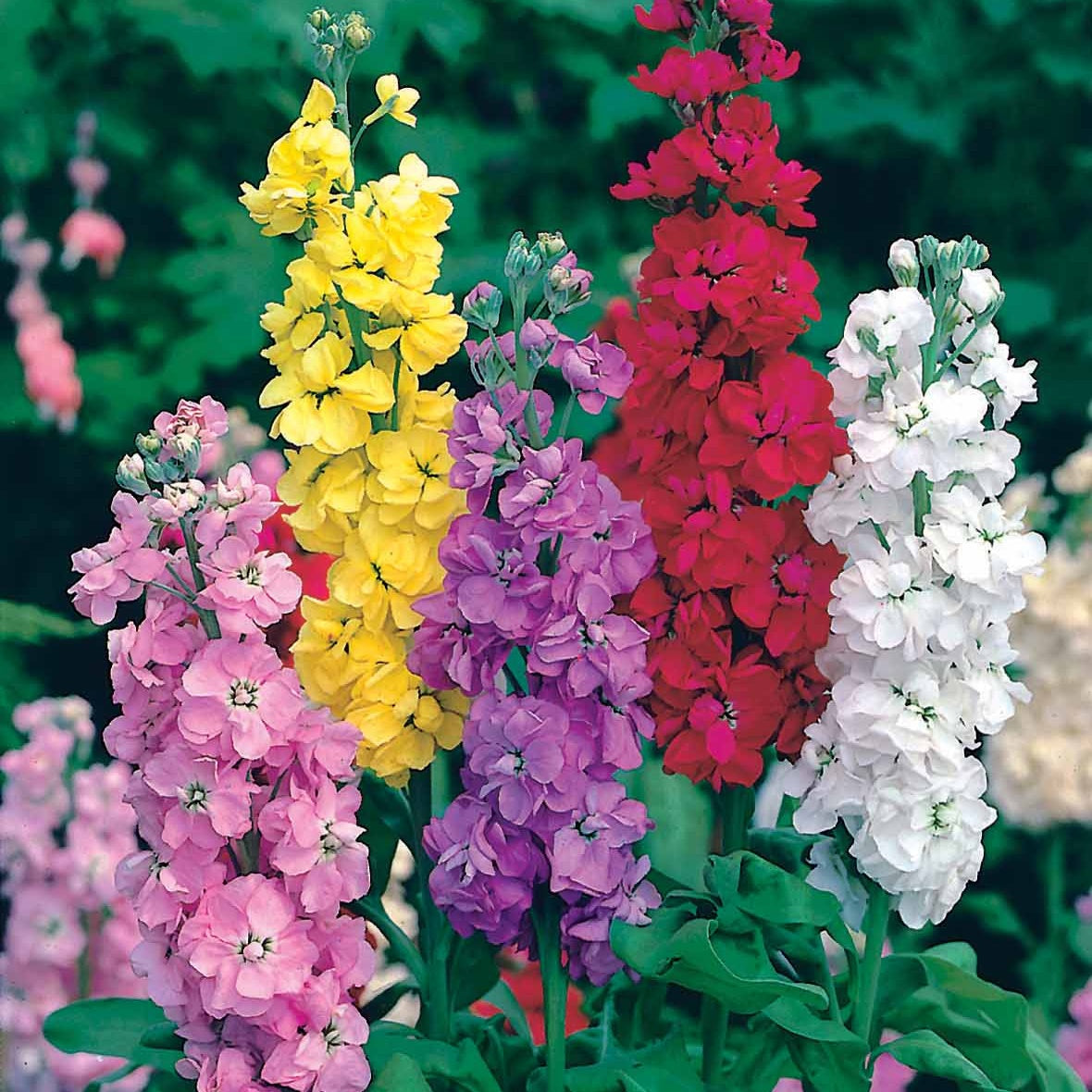 Matthiola incana - Giroflées Quarantaine en mélange - Graines de fleurs