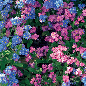Myosotis des Alpes en mélange - Myosotis alpestris - Willemse