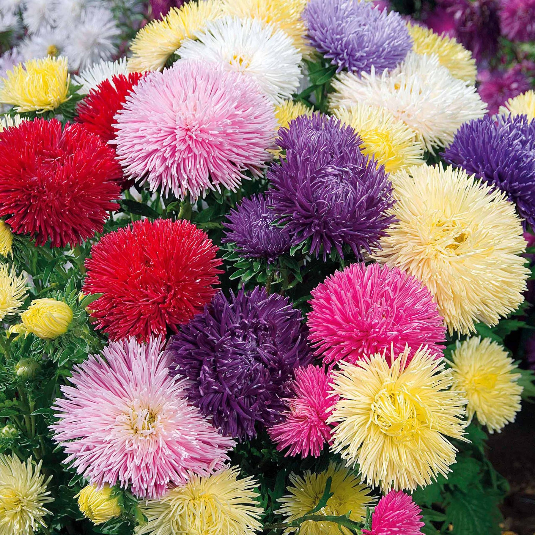 Collection de reines-marguerites - Collection de Reine-marguerite - Reines-Marguerites