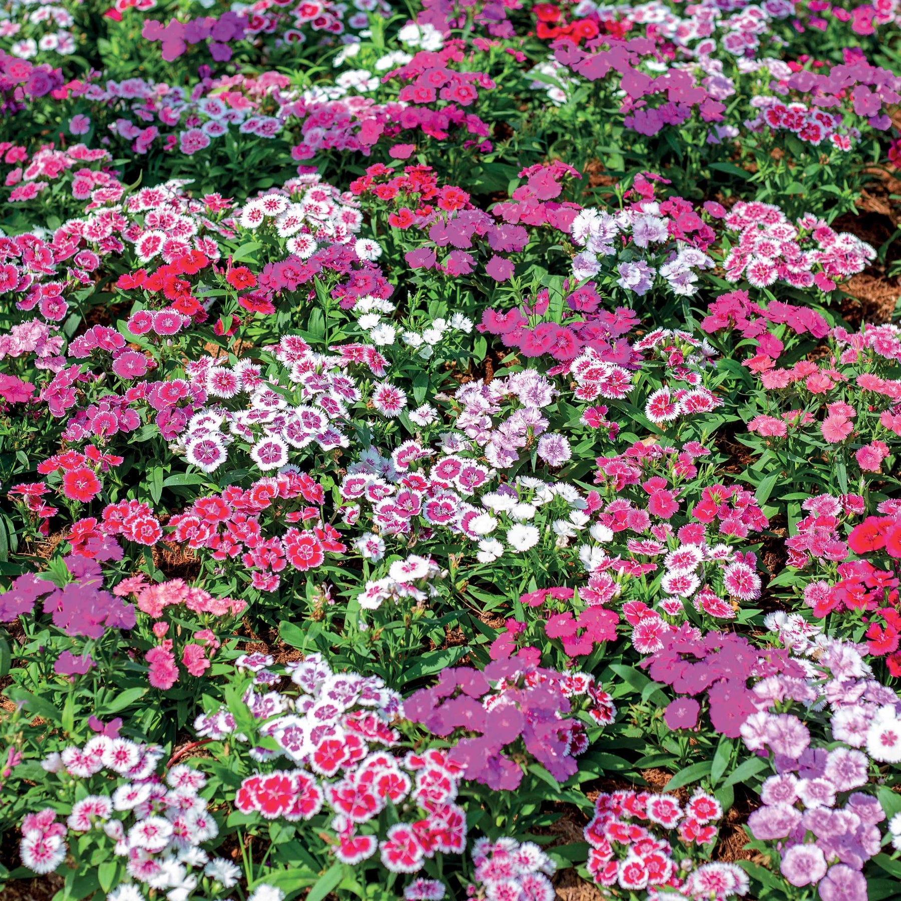 Graines d'oeillets de poète en mélange - Dianthus barbatus - Willemse