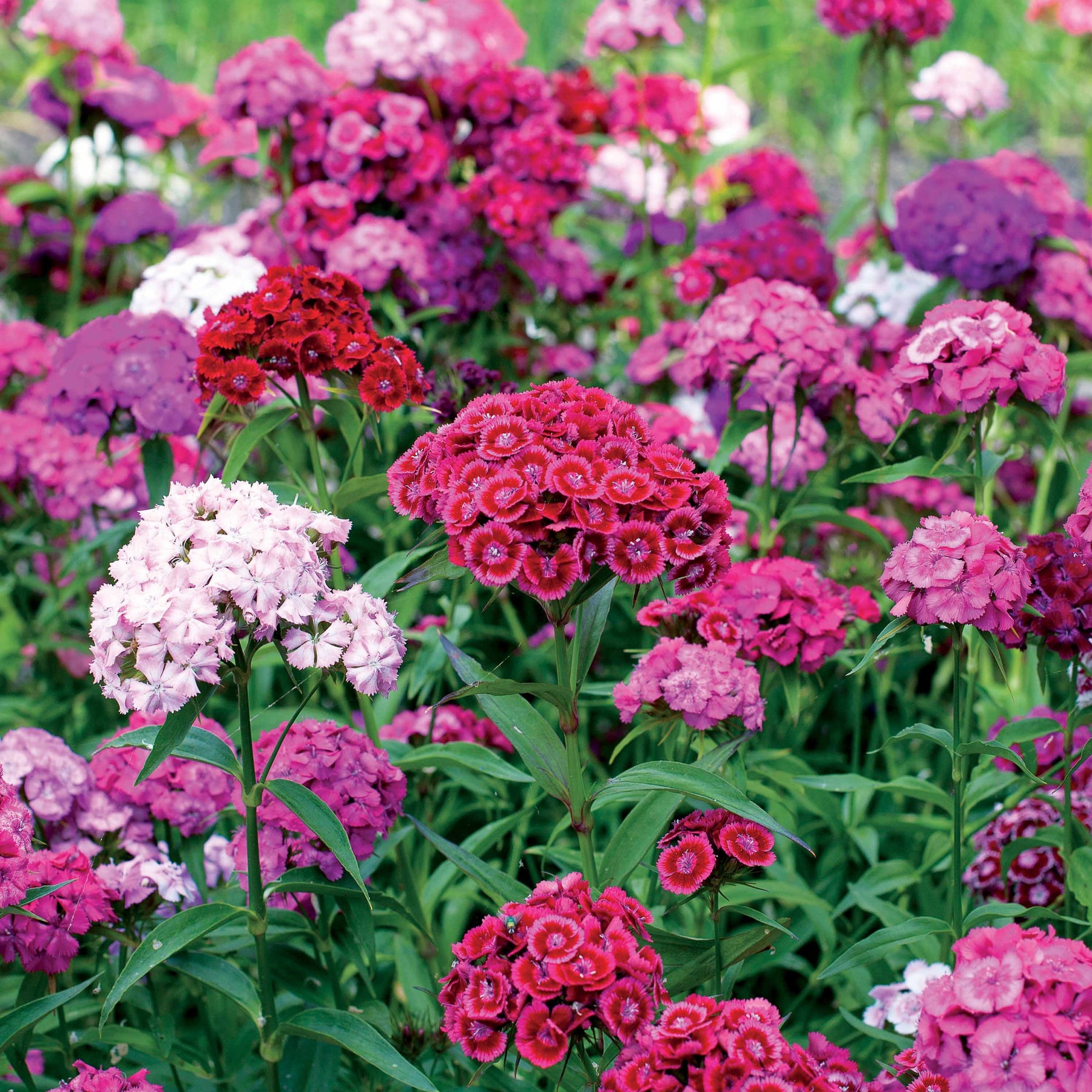 Dianthus barbatus - Graines d'oeillets de poète en mélange - Graines de fleurs