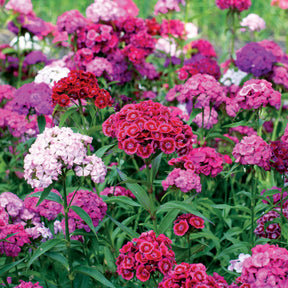 Dianthus barbatus - Graines d'oeillets de poète en mélange - Graines de fleurs