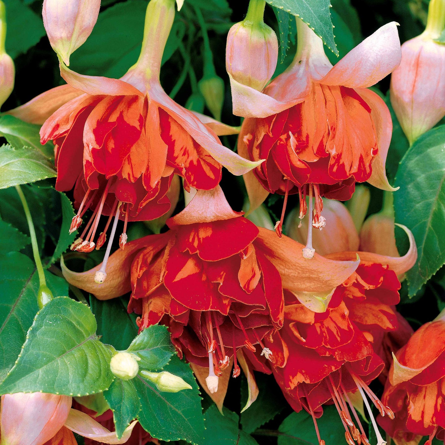 Fuchsia Bicentennial, Blue Angel, Swingtime - 6 Fuchsias retombants en mélange - Fuchsia