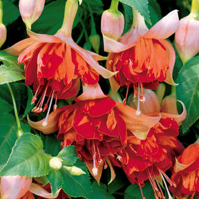 Fuchsia Bicentennial, Blue Angel, Swingtime - 6 Fuchsias retombants en mélange - Fuchsia