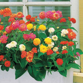 3 Lantanas en mélange - Willemse