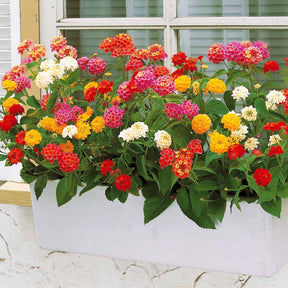 3 Lantanas en mélange - Lantana camara - Willemse