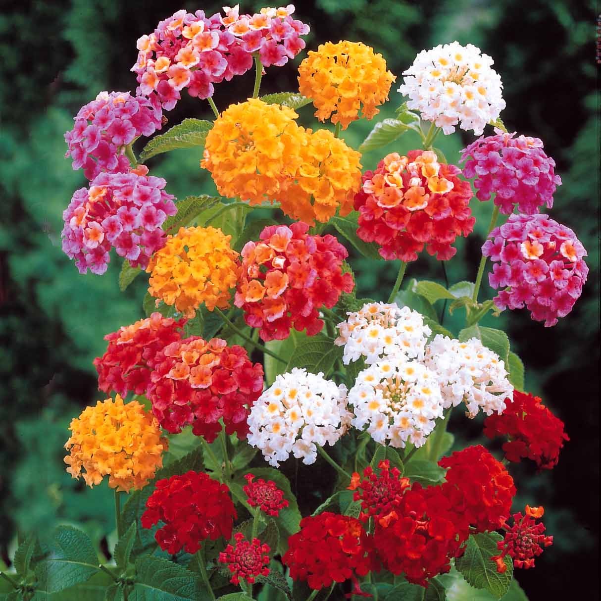 Lantana camara - 3 Lantanas en mélange - Balcon et terrasse