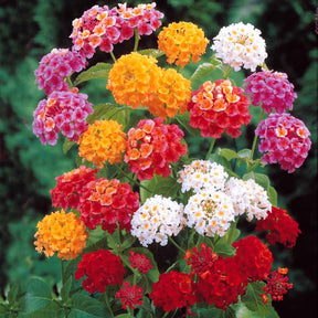Lantana camara - 3 Lantanas en mélange - Balcon et terrasse