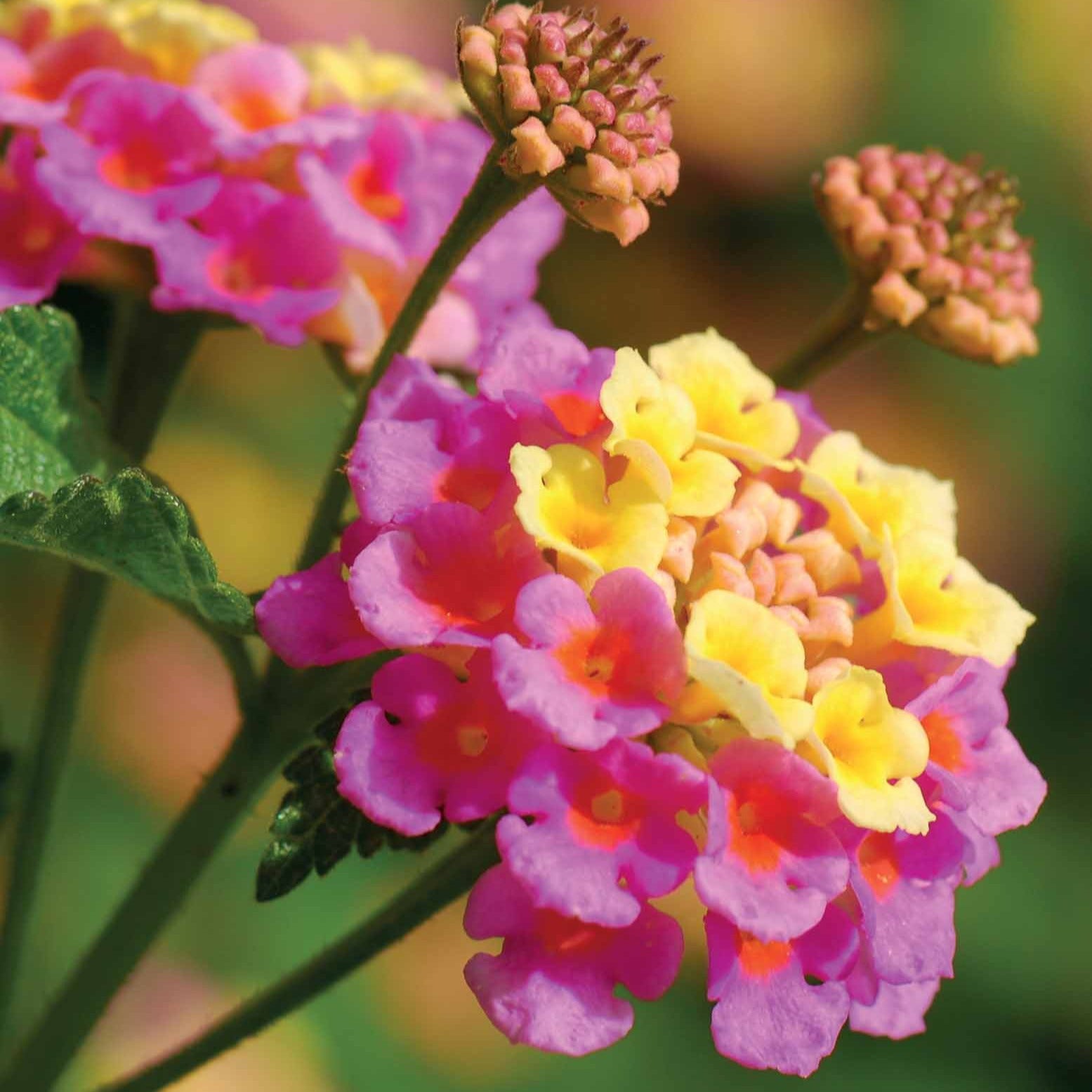 Balcon et terrasse - 3 Lantanas en mélange - Lantana camara