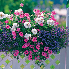 3 plantes couleurs pastel en mélange - Willemse