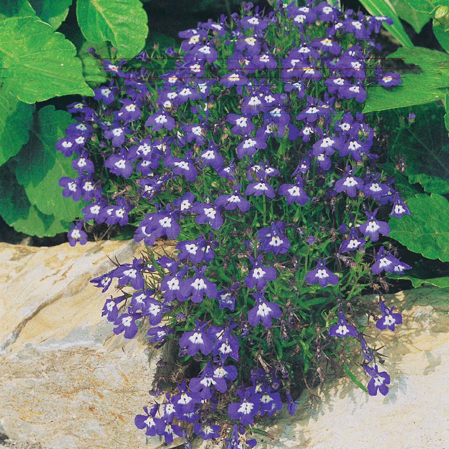Verbena, pelargonium zonale, lobelia erinus - 3 plantes couleurs pastel en mélange - Balcon et terrasse