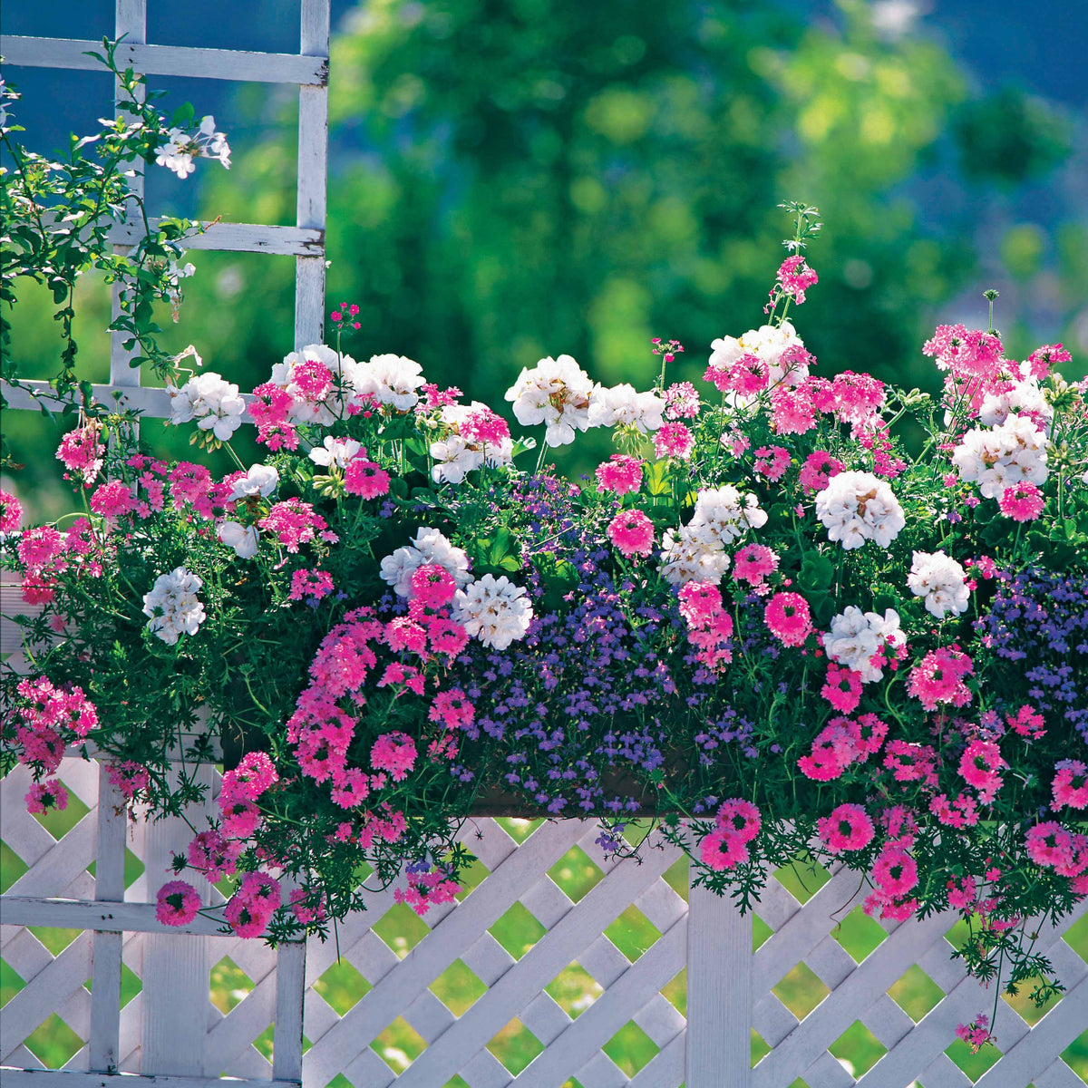 3 plantes couleurs pastel en mélange - Verbena, pelargonium zonale, lobelia erinus - Willemse