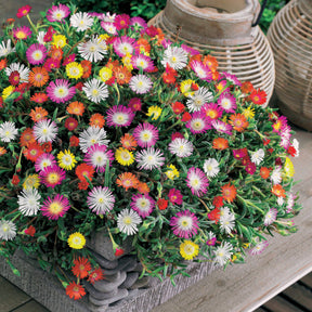 3 Pourpiers de Cooper en mélange - Delosperma cooperi - Willemse