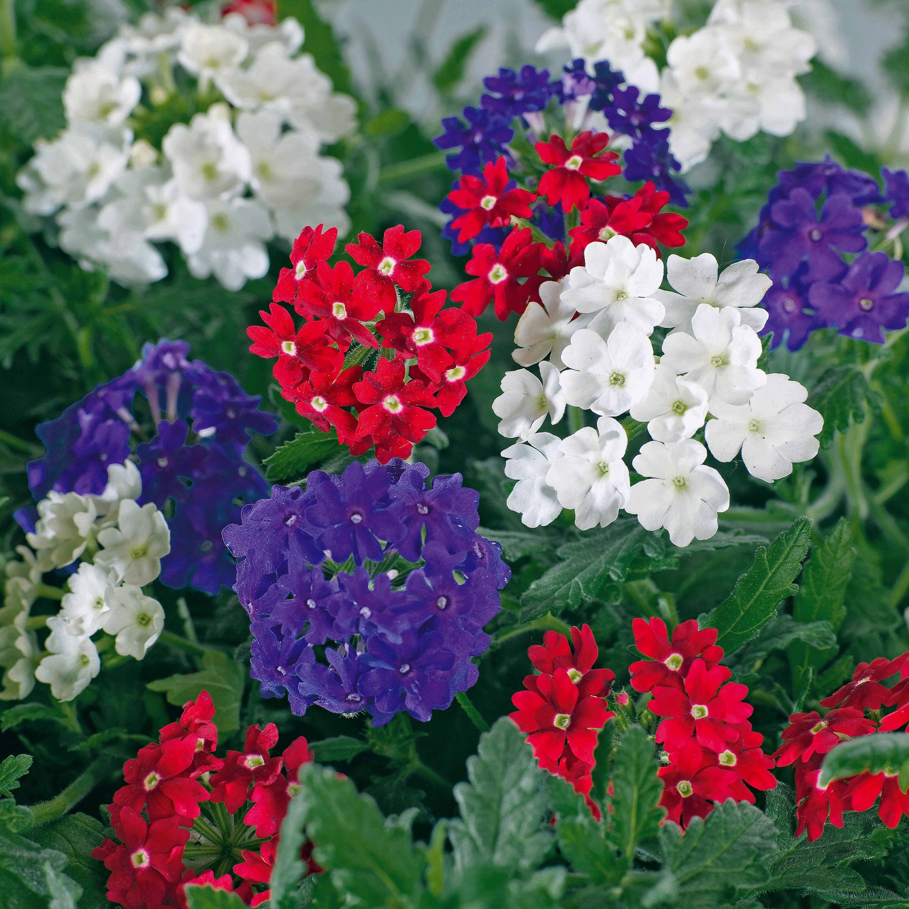 3 Verveines rouge, blanc, bleu en mélange - Verbena peruviana lascar, red with eye, brillant white, - Willemse