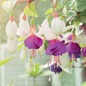 6 Fuchsias résistants au gel en mélange - Fuchsia Blue Sarah , Annabel - Willemse