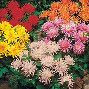 5 Dahlias cactus nains en mélange - Willemse