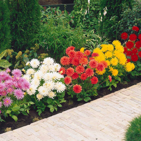 5 Dahlias cactus nains en mélange - Dahlia Park Princess, White Happiness, Vrouwe Jacoba - Willemse