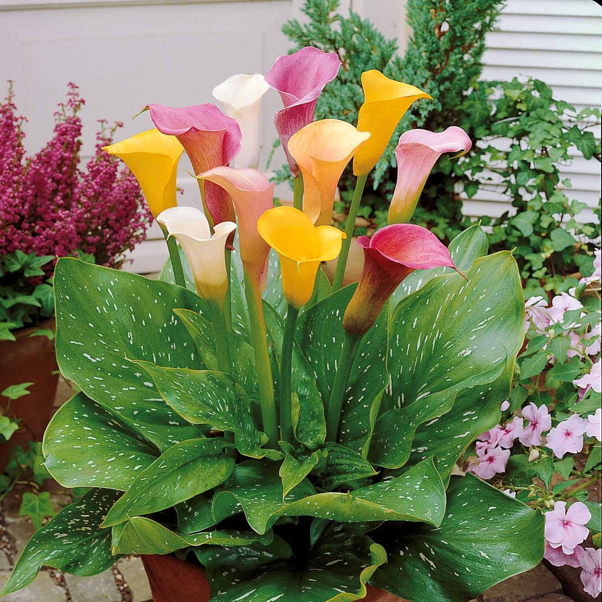 3 Callas blanc, rose, jaune en mélange - Willemse