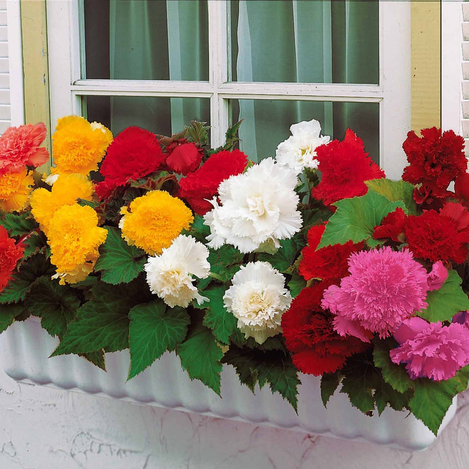 25 Bégonias à grandes fleurs en mélange - Begonia fimbriata - Willemse