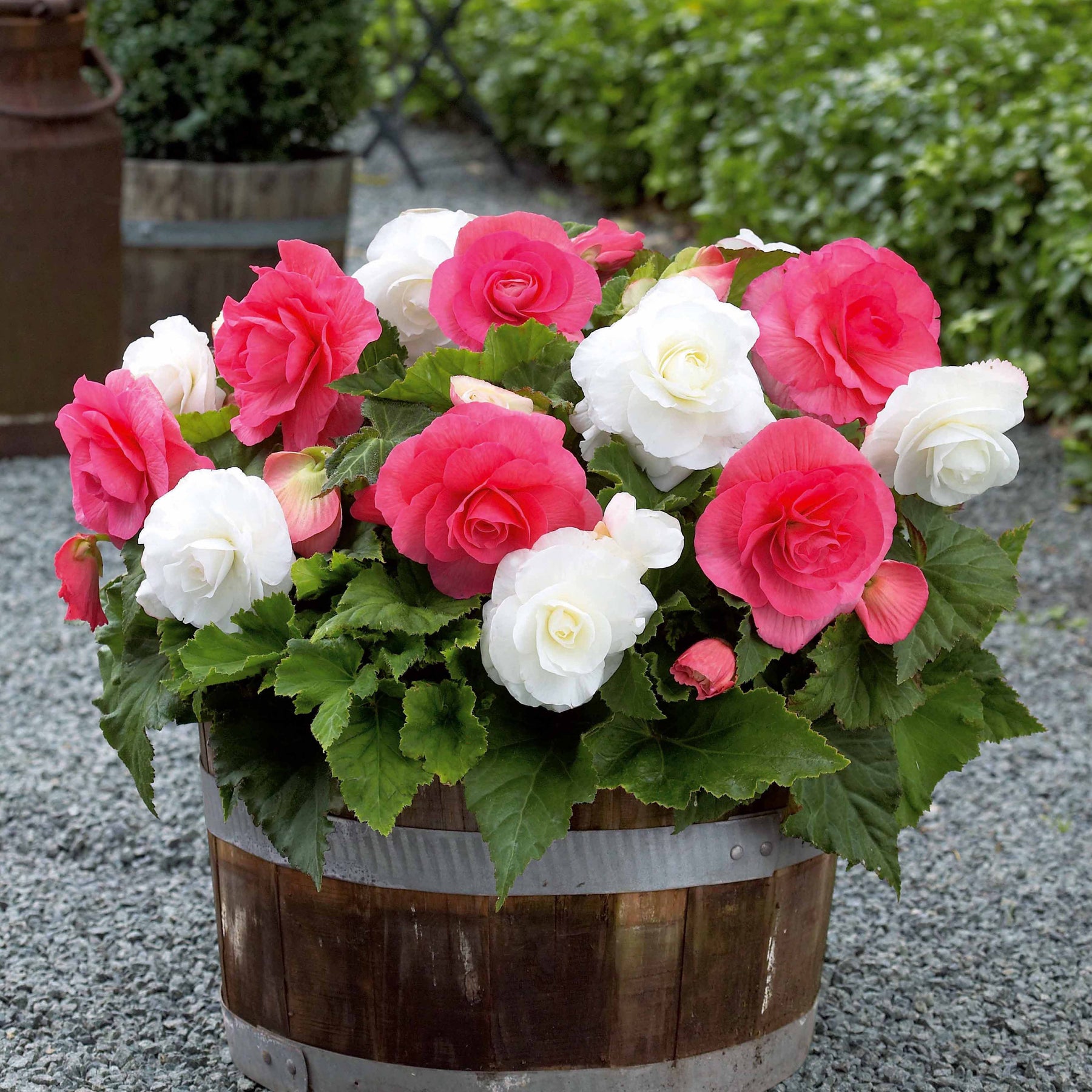 6 Bégonias doubles rose et blanc en mélange - Willemse