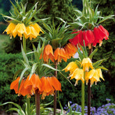 Collection de 3 Couronnes impériales : jaune, rouge, orange - Willemse