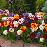 20 Tulipes à fleurs de pivoine en mélange - Willemse