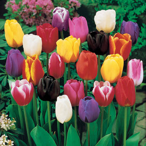Tulipes à longues tiges en mélange - Tulipa - Willemse