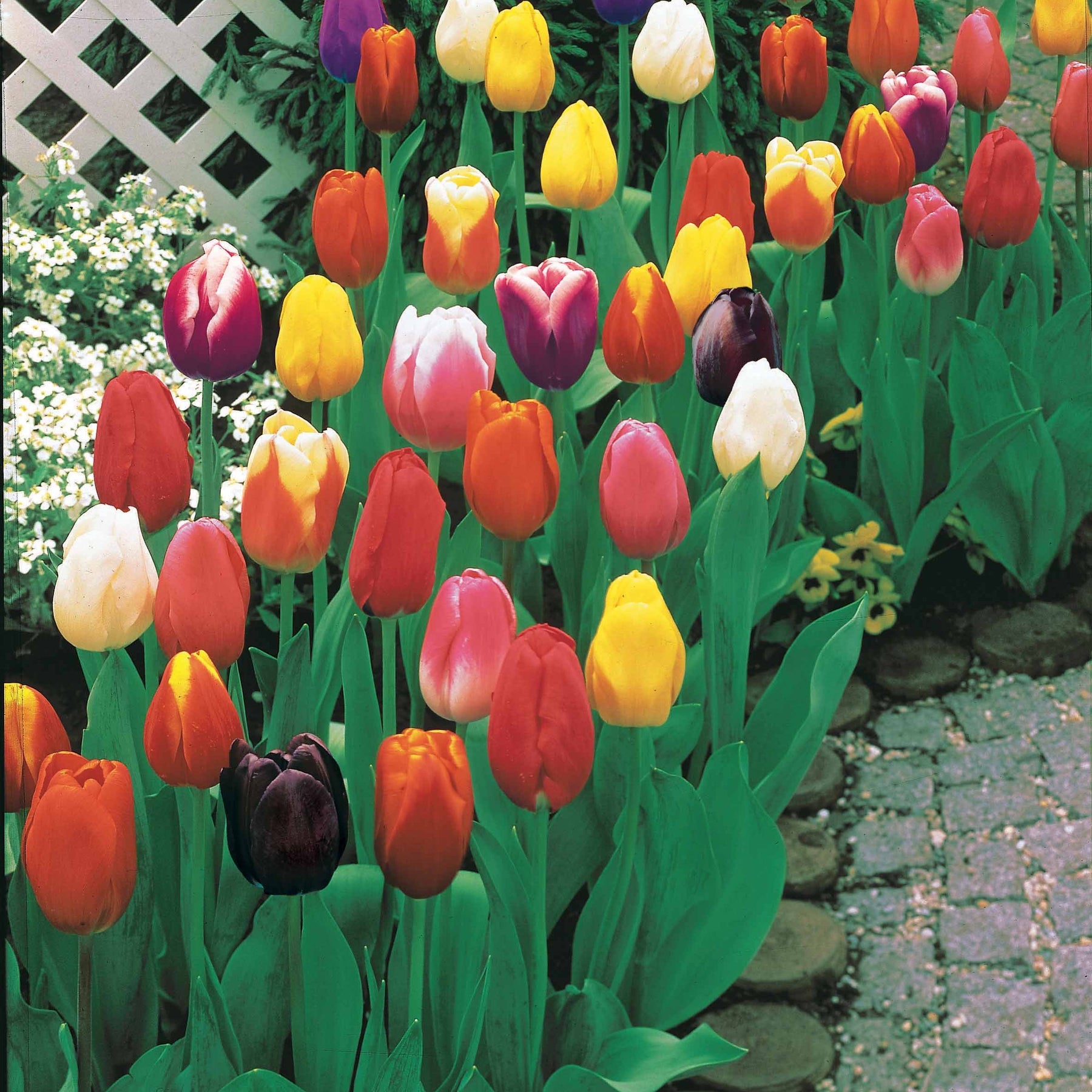 Tulipa - Tulipes à longues tiges en mélange - Tulipe