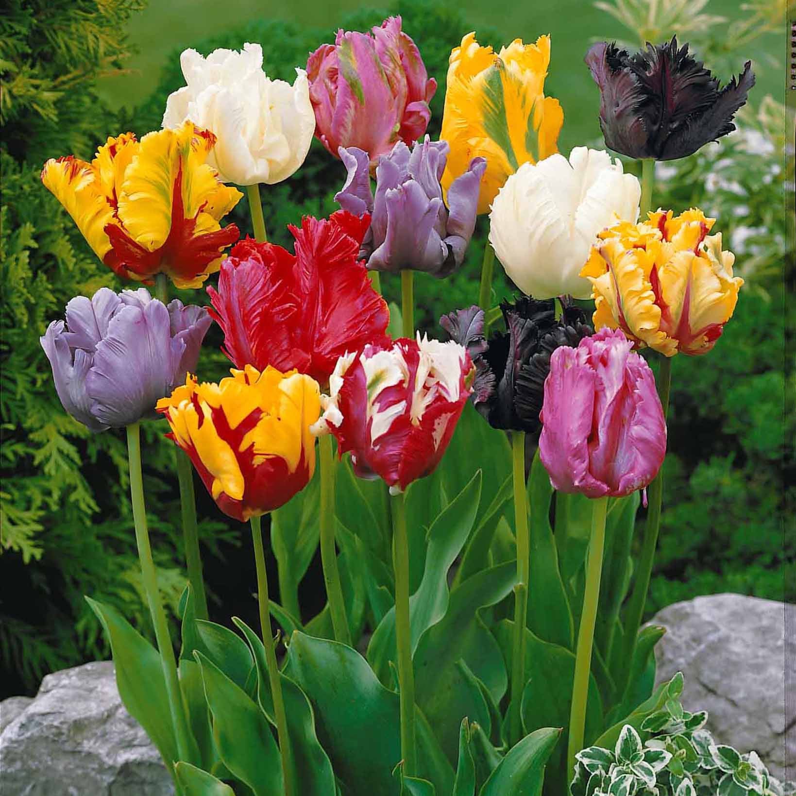 15 Tulipes perroquet en mélange - Willemse