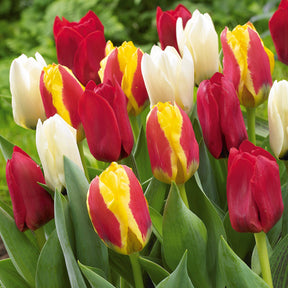 20 Tulipes botaniques en mélange - Tulipa kaufmanniana - Willemse