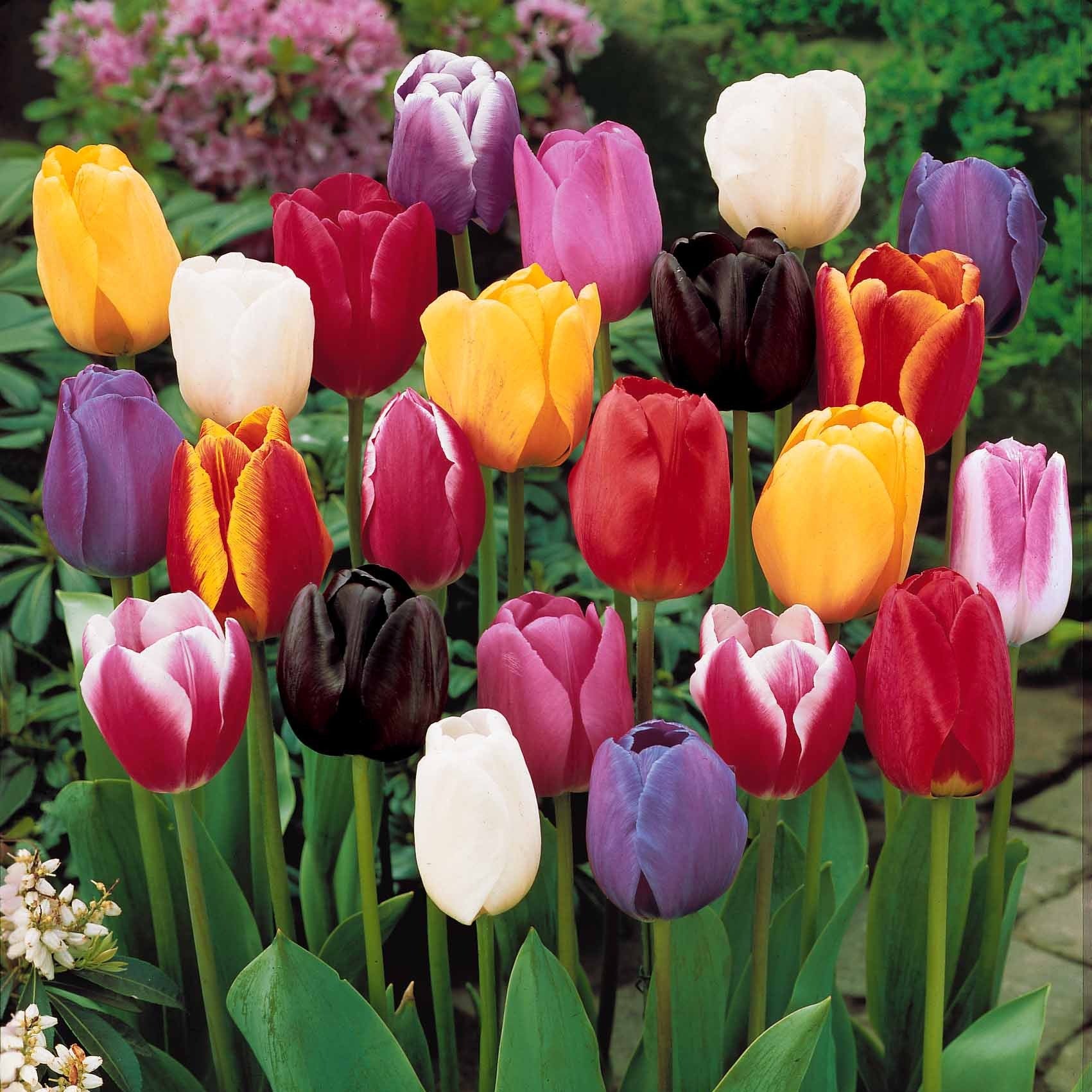 20 Tulipes tardives en mélange - Tulipa - Willemse