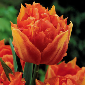 Tulipa 'Columbus', 'Sunlover', 'Tabledance' - Collection de 25 Tulipes doubles Murillo - Tulipe